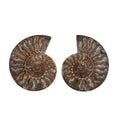 Ammonite Pair -L (Approx. 2735ctw) - Sticky add to cart bar