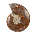 Whole Sutured Ammonite -L (Approx. 3225 ctw) - Sticky add to cart bar