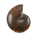 Whole Sutured Ammonite- M 6-7 Approx. 7257ctw - Sticky add to cart bar