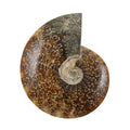 Whole Sutured Ammonite- M (Approx. 2948ctw) - Sticky add to cart bar