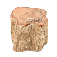 Petrified Wood Branches -S (Approx. 1305 ctw)