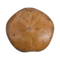 Starfish Fossil 60-70mm (Approx 575 ctw) - Sticky add to cart bar