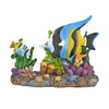 Tropical Fish