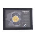 Muonionalusta Marvelous Meteorite Stone Piece Coin in Goldtone - Sticky add to cart bar