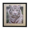 White Tiger