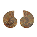 Ammonite Pair Below 3" Approx 498cts - Sticky add to cart bar