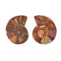 Ammonite Below 2 Inch