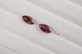 Tanzanian Wine Garnet (Mrq 5x2.5 mm) 0.29 ctw Loose Gemstone - Sticky add to cart bar