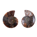Ammonite 2-3 Approx 450ctw - Sticky add to cart bar