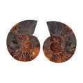 Ammonite 4-5 Approx 2250ctw - Sticky add to cart bar