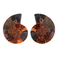 Ammonite 5-6 Approx 3150ctw - Sticky add to cart bar