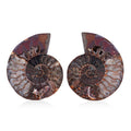 Ammonite 6-7 Approx 5200ctw - Sticky add to cart bar