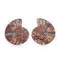 Ammonite 7-8 Approx 7700ctw - Sticky add to cart bar