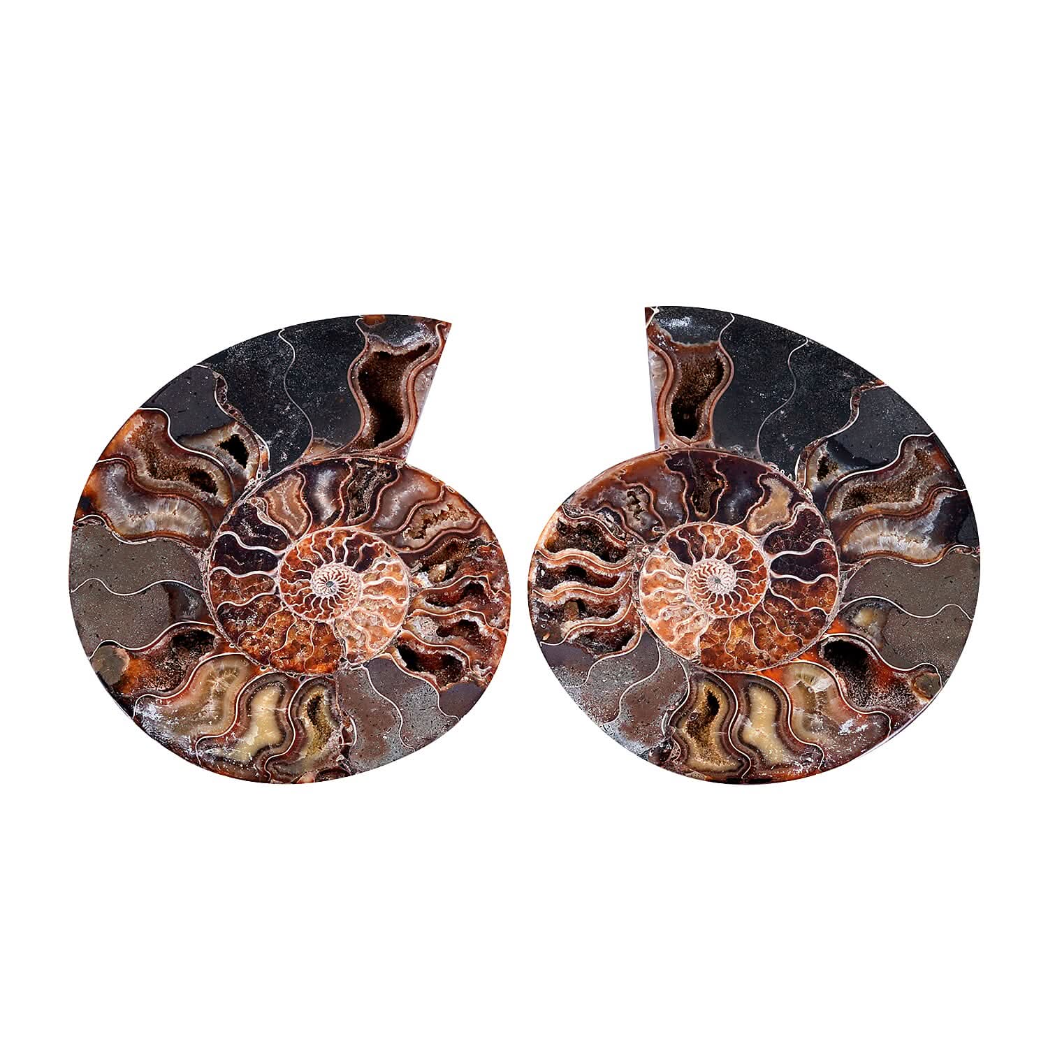 Ammonite 8-9 Approx 10800ctw