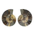 Ammonite 9-10 Approx 12200ctw - Sticky add to cart bar