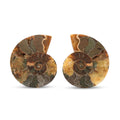 Ammonite Pair 3 Inch To 4 Inch 453ctw - Sticky add to cart bar