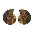 Ammonite Pair 4 Inch To 5 Inch 1360 - Sticky add to cart bar