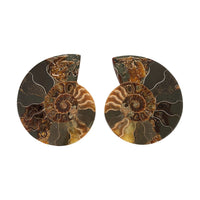 Ammonite Pair 4 Inch To 5 Inch 1360