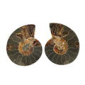 Ammonite Pair 5 Inch To 6 Inch 3175ctw - Sticky add to cart bar