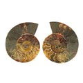 Ammonite Pair 6 Inch To 7 Inch 5443ctw - Sticky add to cart bar