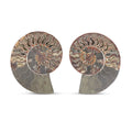 Ammonite Pair 7 Inch To 8 Inch 5896ctw - Sticky add to cart bar