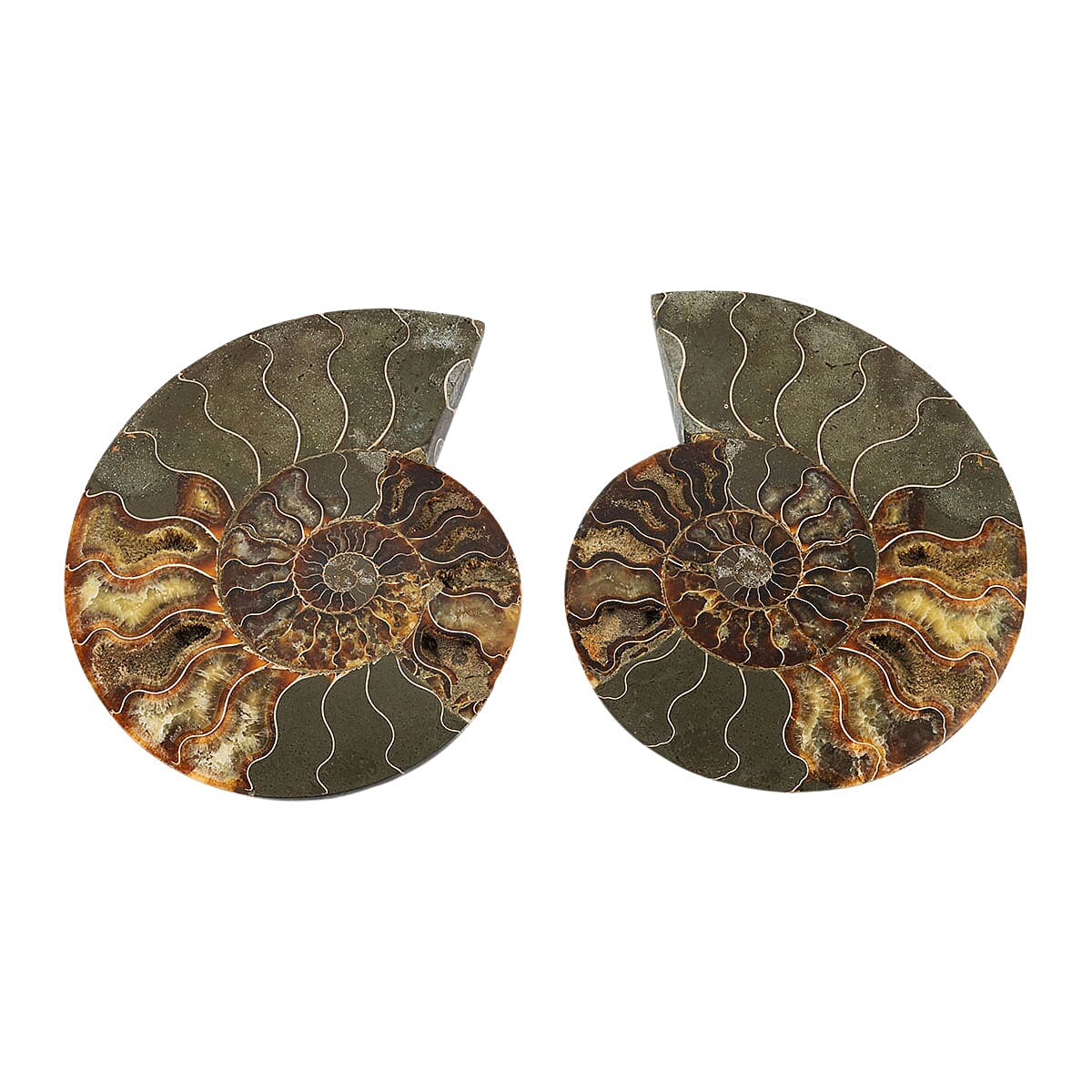 Ammonite Pair 8 Inch To 9 Inch 7711ctw