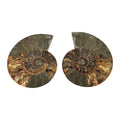 Ammonite Pair 8 Inch To 9 Inch 7711ctw - Sticky add to cart bar