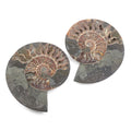 Ammonite Pair 10 Inch To 11 Inch 17236ctw - Sticky add to cart bar