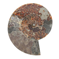 Ammonite Pair 12 Inch 27669ctw
