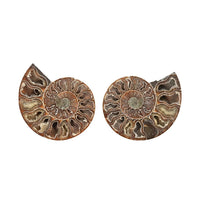Ammonite Pair 5-6 Inch 2721ctw