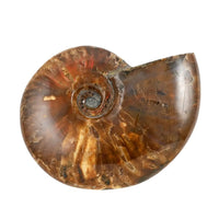 Red Ammonite Figurine -S Approx. 670ctw