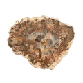 Petrified Wood 5 Inches Slab Approx. 2120 ctw - Sticky add to cart bar